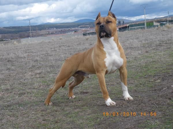 Impresionantes American Staffordshire Terrier