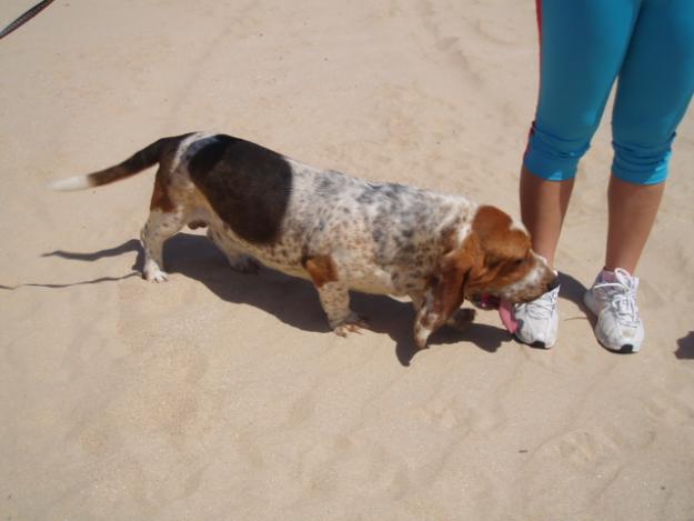 Pareja de BASSET HOUND