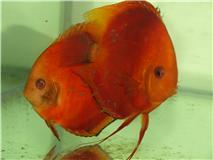 Peces Discus