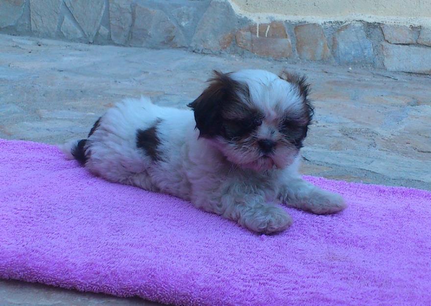 Preciosas hembritas de Shih tzu