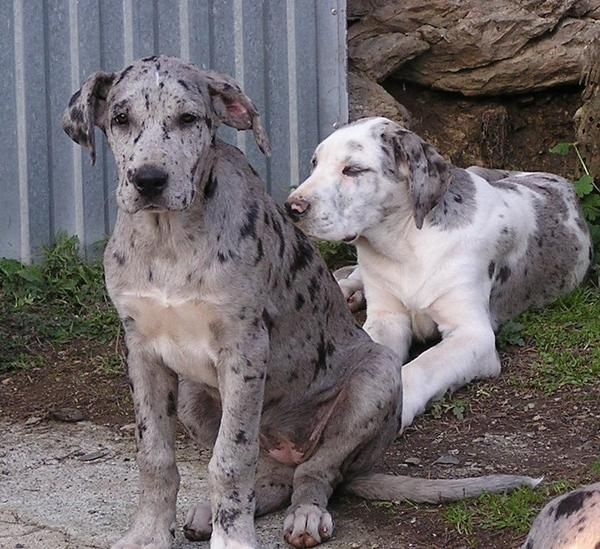 ultimo cachorro gran danes