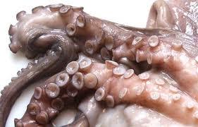 VENTA DE PULPO CONGELADO POR TONELADAS DESDE 4€ KG