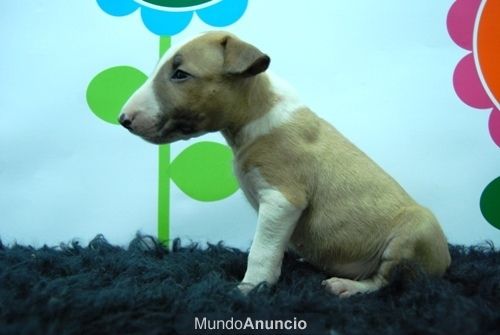 Bullterrier Canela excelente macho con 2 meses