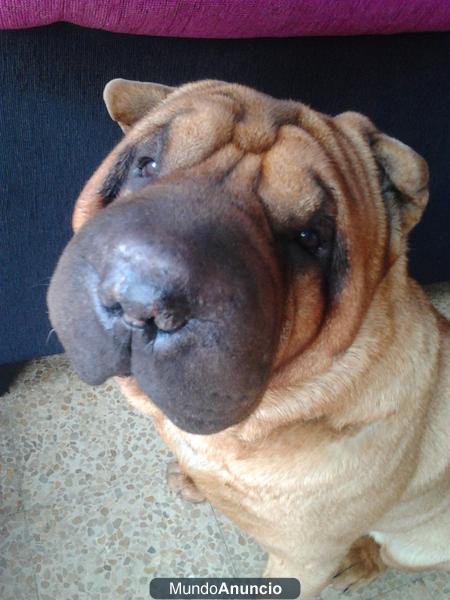 BUSCO SHARPEI AMERICANO HEMBRA PARA MONTA