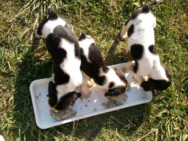 Cachorritos de Beagle tricolor con manchitas