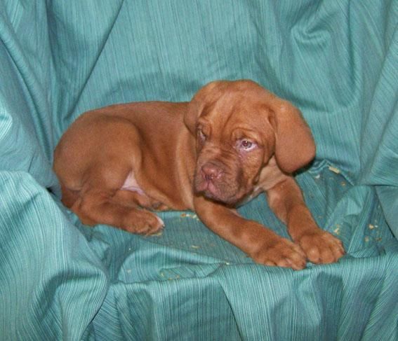 CACHORROS DE DOGO DE BURDEOS - MAGNIFICOS EJEMPLARES