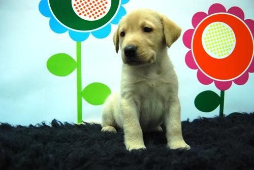 cachorros de labrador en color canela, macho y hembra para empezar a entregarse, PEDEGREE Y CHIP INCORPORADO