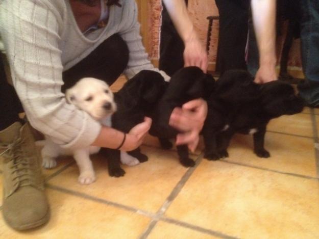 Cachorros de labrador retrieves con Pedrigree