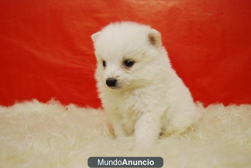 CACHORROS DE LULU DE POMERANIA NEGRO, EXCELENTES