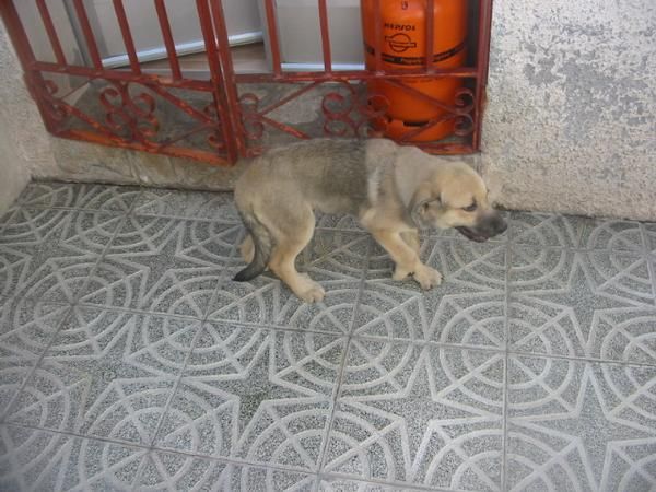 Mastines extremeños,cachorros.Economicos.