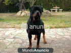 Rottweiler para montas - mejor precio | unprecio.es