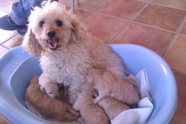 Se venden cachorros de Caniche