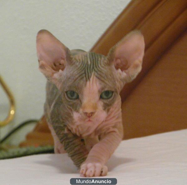 sphynx,gato egipcio,esfinge,gatos sin pelo