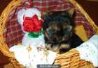 yorkshire terrier CAMADITA TOY DE CALIDAD - mejor precio | unprecio.es