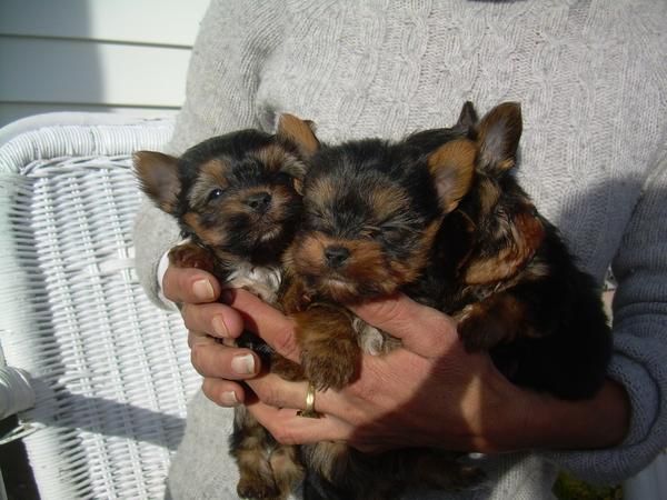 yorkshire terrier con pedigree y afijo