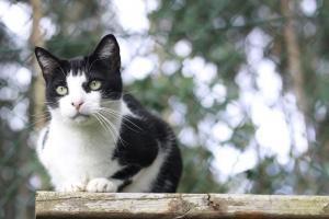 TANGO, gatillo- vaquito en adopción --en toda galicia