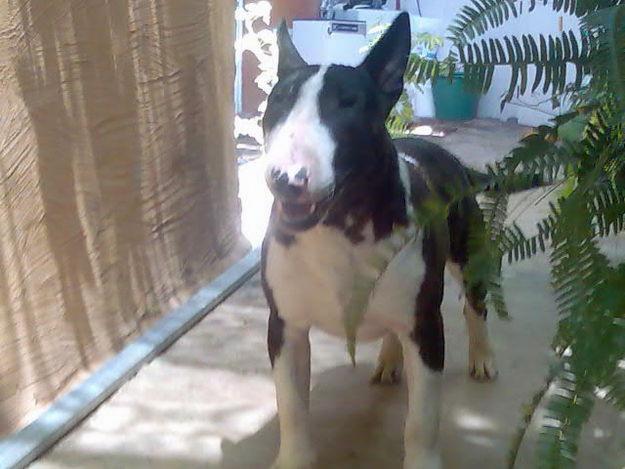 BULL TERRIER PARA MONTAS