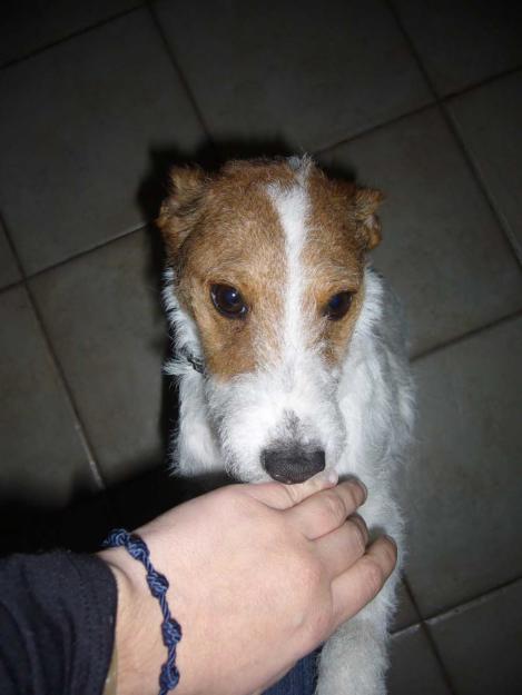 Cachorro de foxterrier - Otro abandono‏