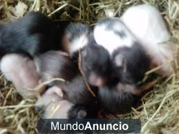 hamster panda lutino y panda puro