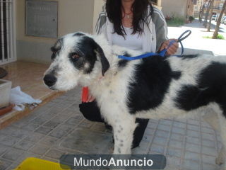 Mimo, x drahthaar en adopción