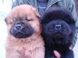 Regalo pareja  de chow chow 2 meses