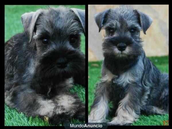 Schnauzer Mini Sal y Pimienta