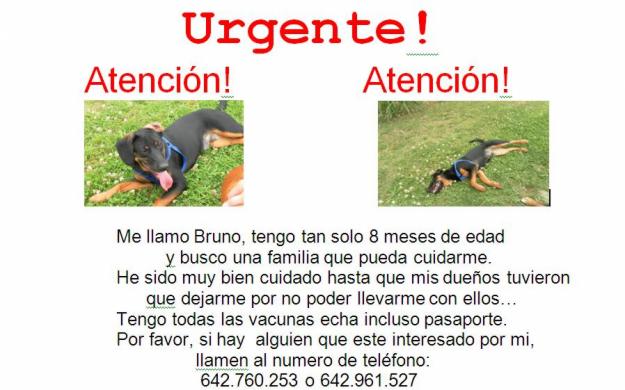 URGENTE REGALO CACHORRO