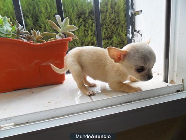 venta de chihuahuas mini toy