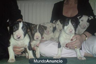 BULLTERRIER excelentes cachorros