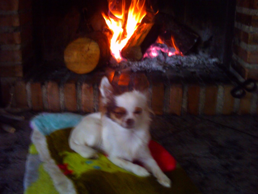 Busco novio chihuahua de pelo largo