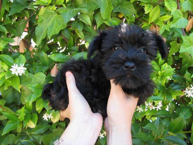 CACHORRITOS DE SCHNAUZER MINIATURA DE CARAMELO CON PEDIGREE NACIONAL 380€