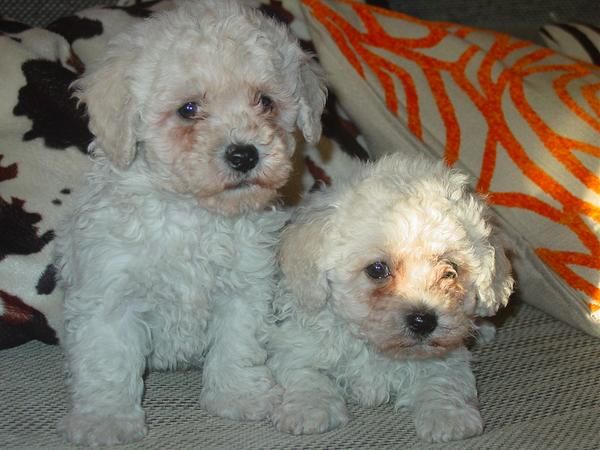 CACHORROS CANICHE ENANO