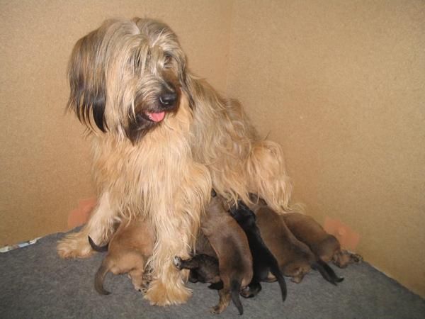 cachorros de gos dátura