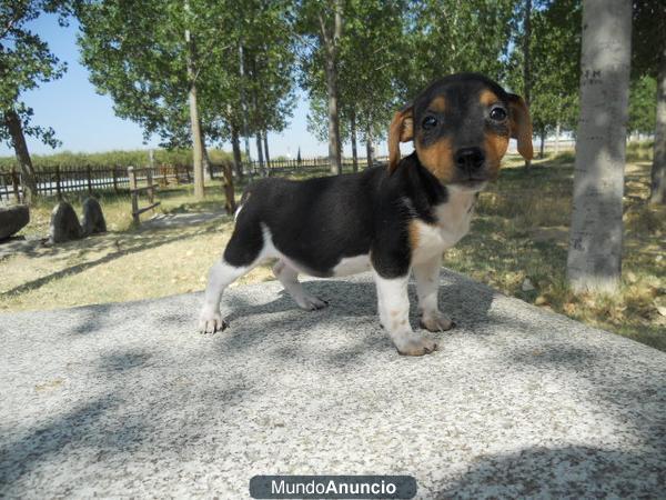 jack russell cachorros muy bunitos 300 €