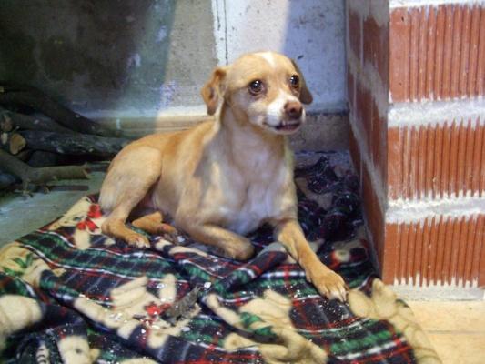 Lisa, cruce de chihuahua de 6 añitos maltratada busca hogar