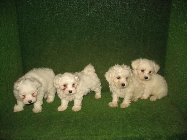 MAGNIFICA CAMADA DE BICHON MALTES 280