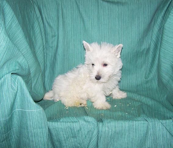 PRECIOSA CAMADA DE WEST HIGHLAND TERRIER