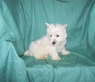 PRECIOSA CAMADA DE WEST HIGHLAND TERRIER - mejor precio | unprecio.es