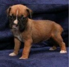 REGALO DE PARA ama a su ONCE (LIMPIEZA CACHORRO BOXER - mejor precio | unprecio.es