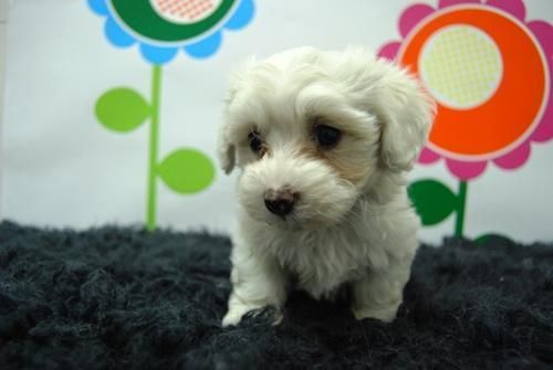 2machos y 1 hembra de bichon maltes!! camadita espectacular***[2MESES]