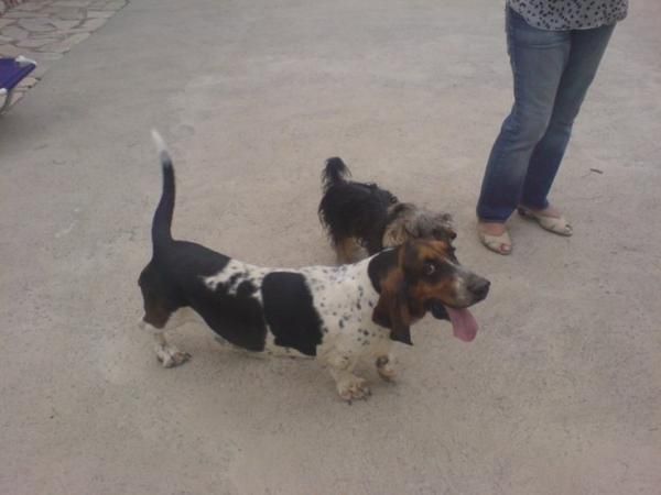 Basset  hound,  perros, cachorros, criadero, venta.  Preciosa camada, se entrega a partir de los 2 meses. Somos un criad