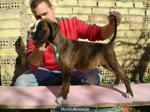 boxer cachorro macho atigrado pedigree de campeones