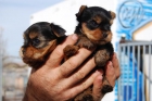 cachorros de YORKSHIRE DE CALIDAD CON PEDIGREE 550 EUROS - mejor precio | unprecio.es