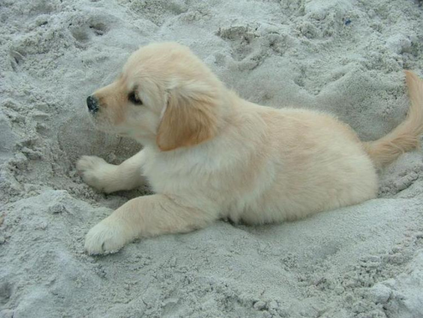 Cachorros golden retriever