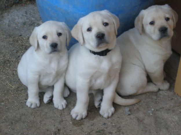 CACHORROS LABRADOR RETRIEVER MES Y MEDIO