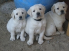 CACHORROS LABRADOR RETRIEVER MES Y MEDIO - mejor precio | unprecio.es