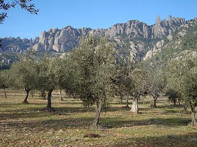 Finca rústica en Bruc, El