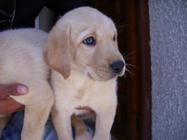 LABRADORES PRECIOSOS