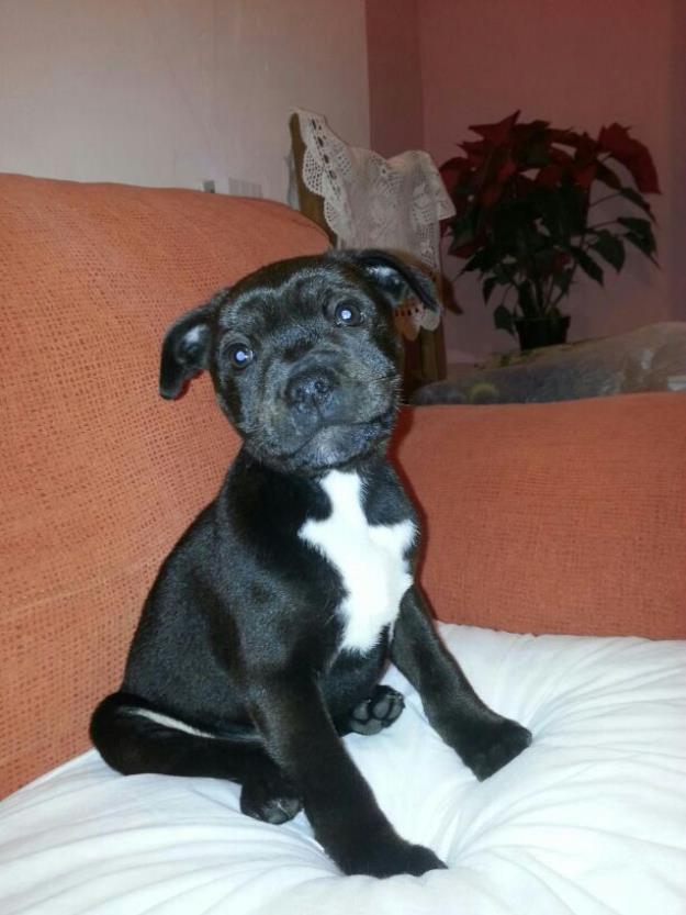 machito de staffordshire bull terrier