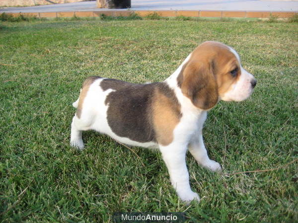 ULTIMA HEMBRITA BEAGLE DE LA CAMADA